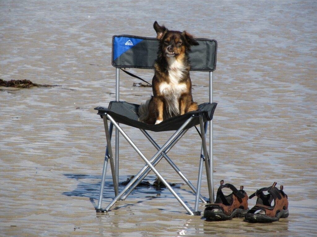 dog-in-chair