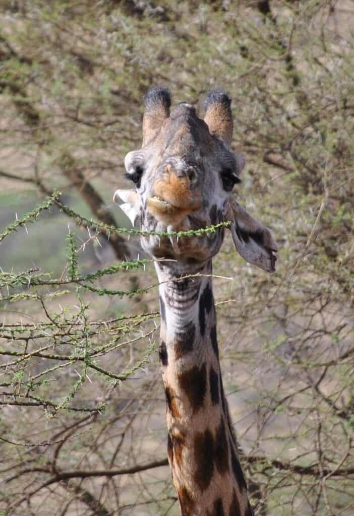 giraffe Serengeti National Park, Tanzania