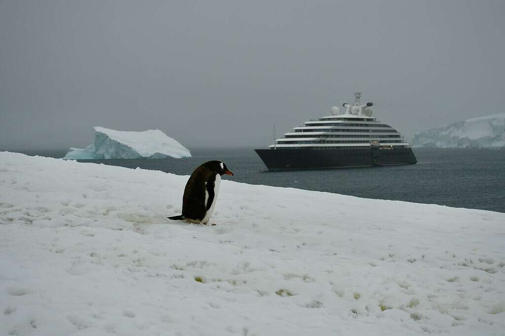 Penguin in Antarctica with ship in background