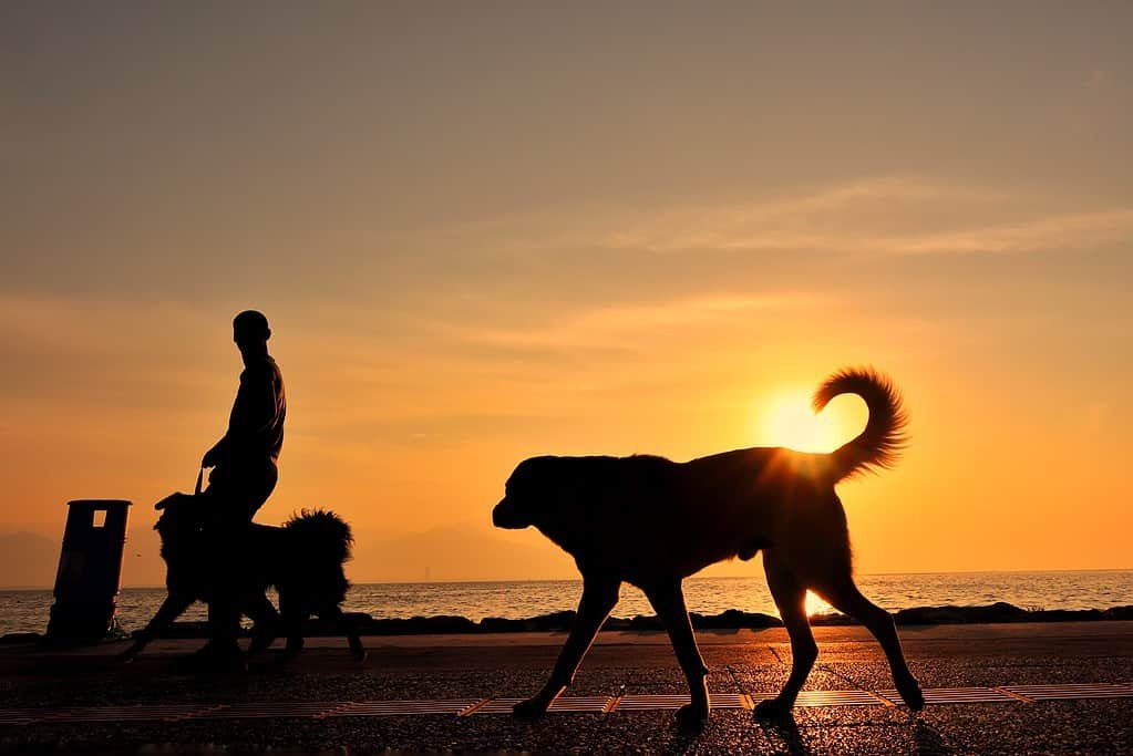 silhouette-of-man-walking-with-dogs-on-a-beach