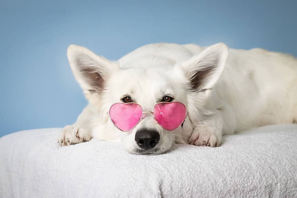 cute dog with sunglasses on